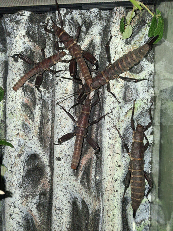 Giant Spiny Stick Insect/New Guinea Spiny Stick Insect (Eurycantha Calcarata) PSG 23