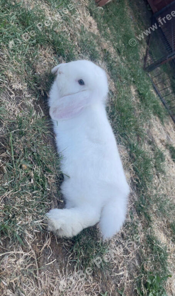 Mini lop girl