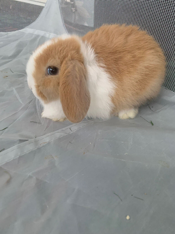 5 beautiful mini lop rabbits