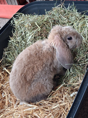 Rex mix lop looking for his forever home.