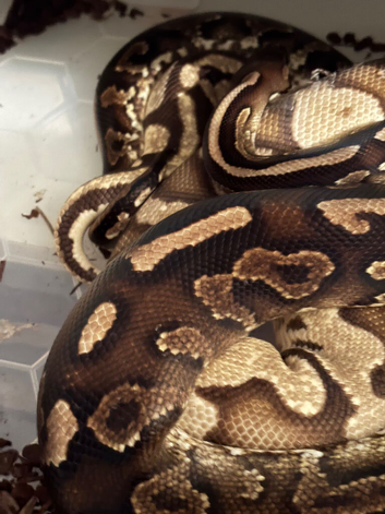 Selling my Royal Python collection