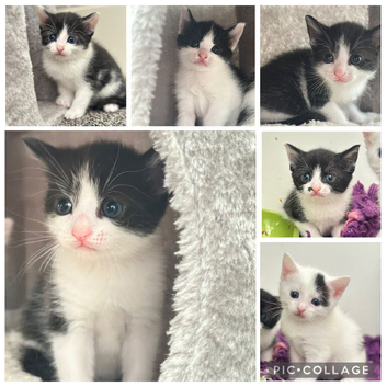 GORGEOUS BLACK & WHITE KITTENS FOR SALE