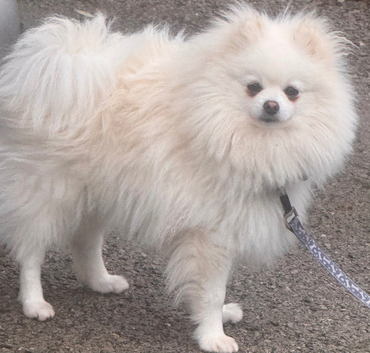 teddy