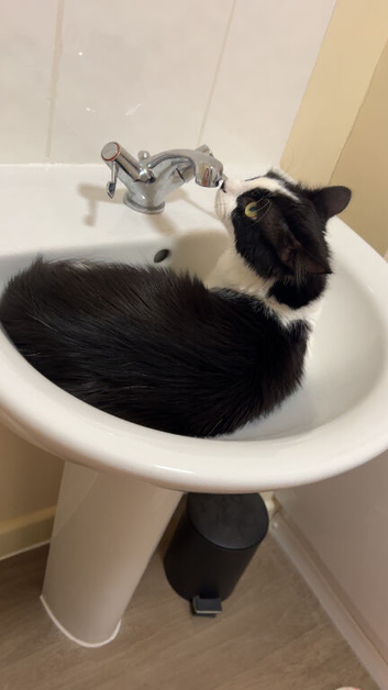 Loki male