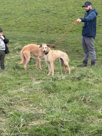 Saluki bull grey x collie whippet grey touch of Wheaton