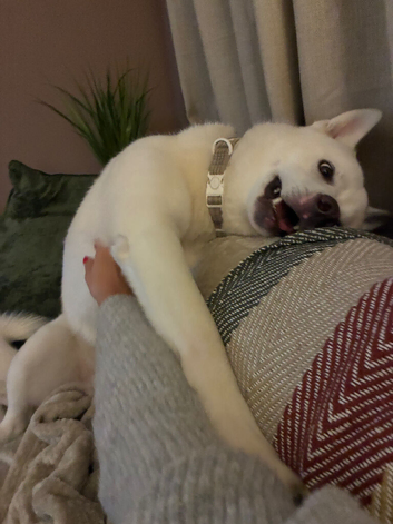 10 month old Huskita