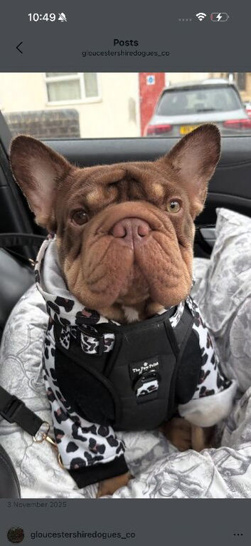 French bulldog for retirement home