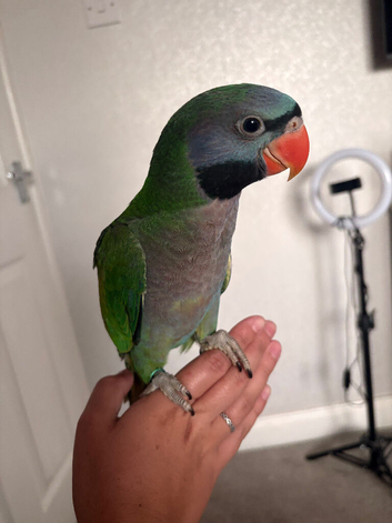 Hand reared derbyan parrot