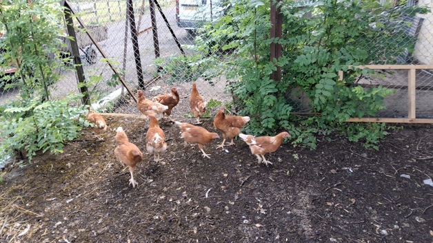 Warren chickens pol