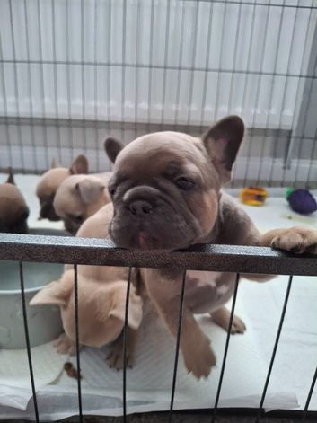 French bulldog pups (kc reg )