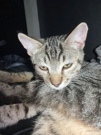 Female kitten needs a new home
