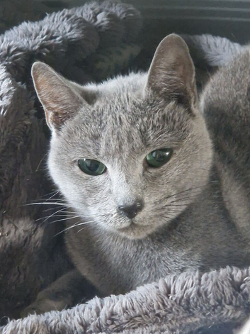 Russian blue small adult female age 4