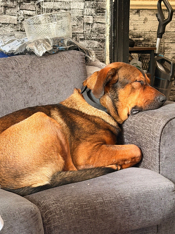 Rottweiler x mallinois
