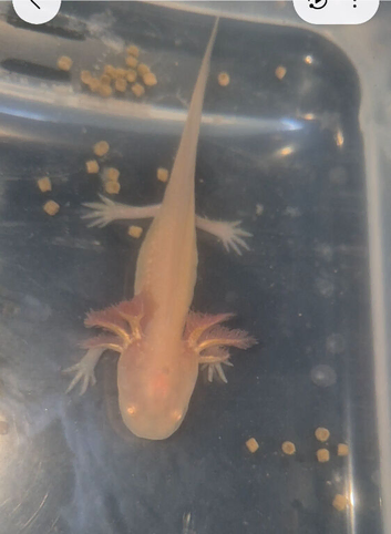 Juvenile golden axolotls