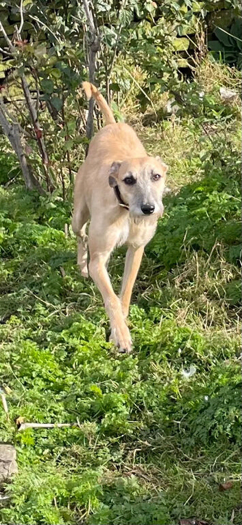 Bedlington whippet 2nd x