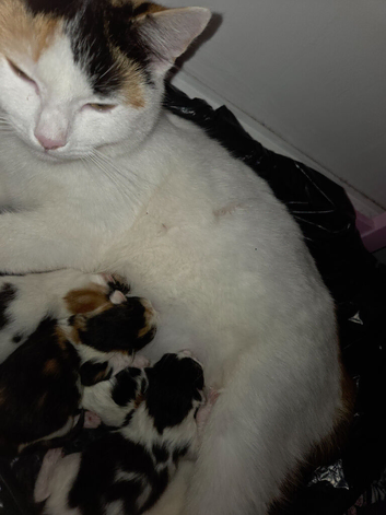 One female kitten remaining, ready to leave