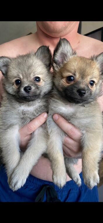 Pomeranian