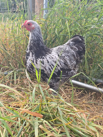 Silver Laced Wyandot rare breed, cockerel.