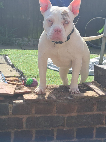 merle female pocket bully