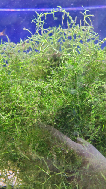 Java moss