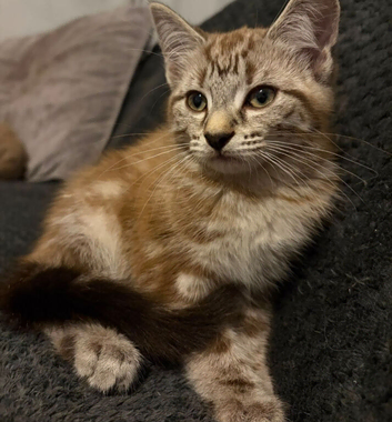12 wk old kittens for sale