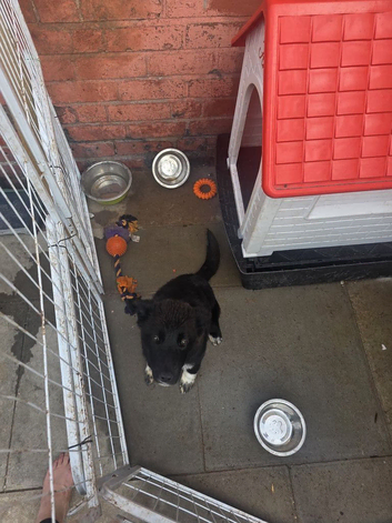 Akita cross i think collie