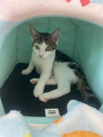 Last Remaining Boy Kitten Looking for His Forever Home