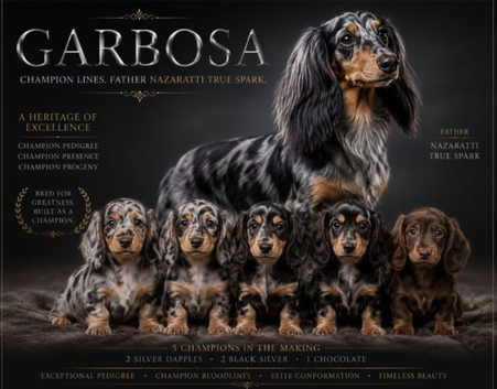 Champion bloodline dachshund