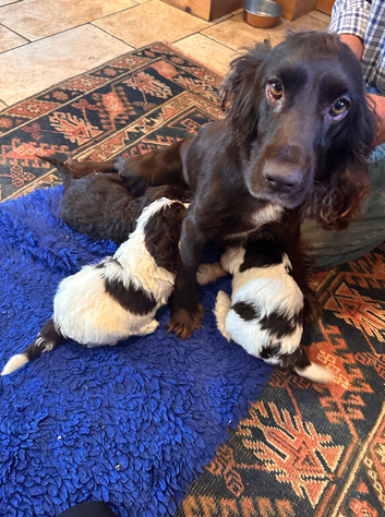 Quality F1 Cockapoo puppies