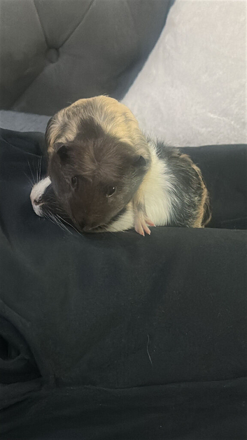 2 female guinea pigs