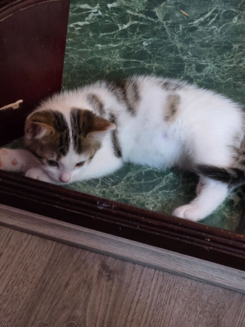 2x kittens