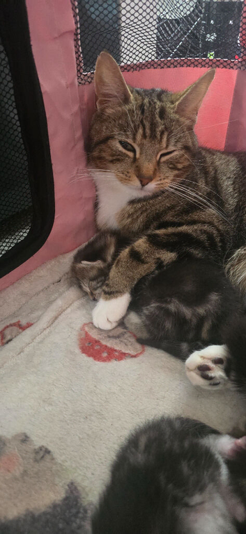 3 female tabby kittens