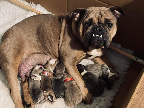English bull chow puppy