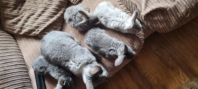 Lion head babies and British