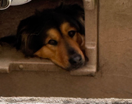 Beautiful German shepherd cross Rottweiler