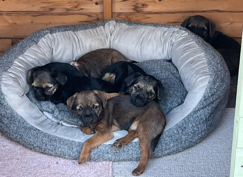 Border Terriers Ready for a Loving Forever Home