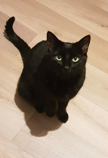 Beautiful female 7 year old cat