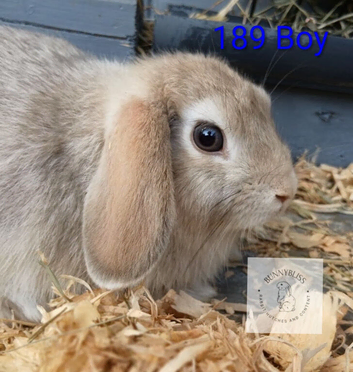 ONLY 1 beautiful boy Mini lop/Mini rex left