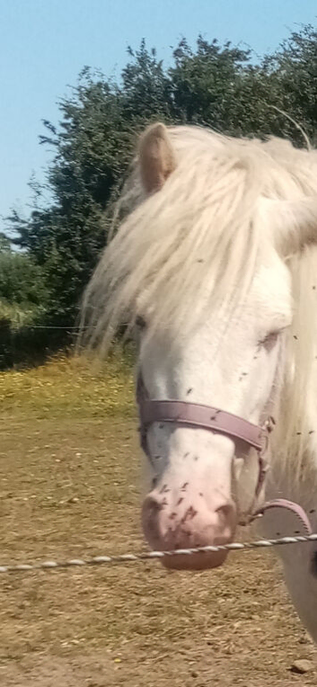 Cremello Mare, 3yrs