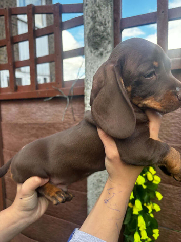 For sale chocolate 8weeks old boy puppy