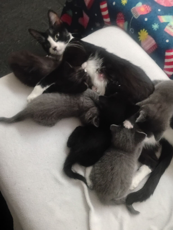Beautiful mixed kittens