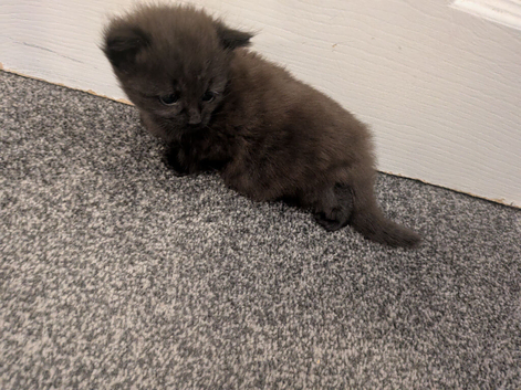 2 X Kittens