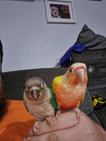 2 bonded unrelated conures.