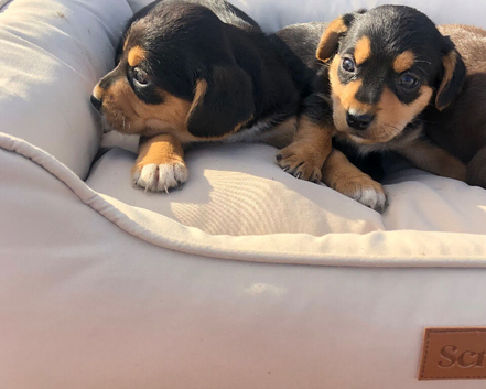 Beautiful cocker spaniel puppies