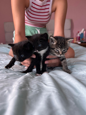 3 beautiful mischief makers