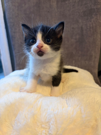 Kittens