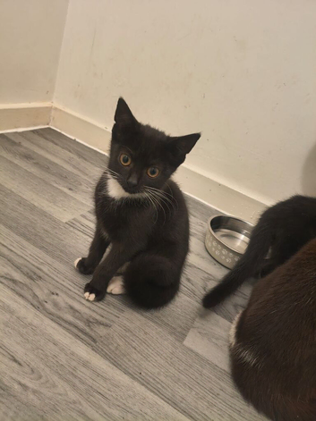 5 cats