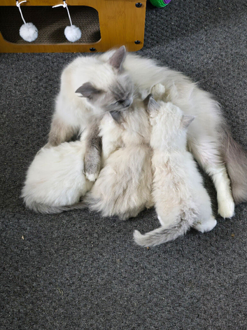 Pedigree Ragboll kittens