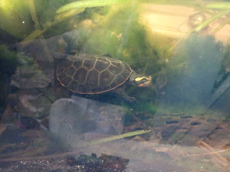 Male and female side neck turtles