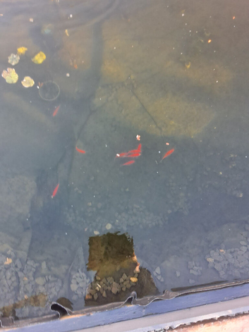 Pond fish